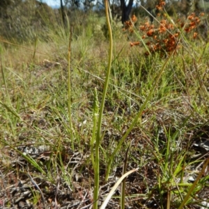 Microtis sp. at Cook, ACT - suppressed