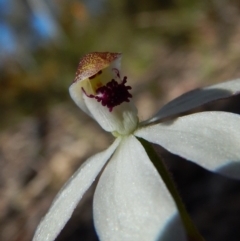 Caladenia cucullata (Lemon Caps) at Aranda, ACT - 31 Oct 2016 by CathB