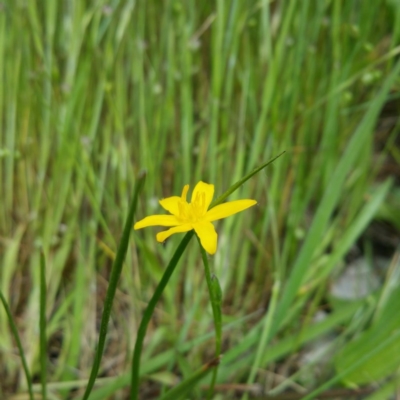 Hypoxis hygrometrica var. hygrometrica (Golden Weather-grass) at Denman Prospect, ACT - 1 Nov 2016 by RichardMilner