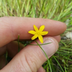 Hypoxis hygrometrica var. hygrometrica at Denman Prospect, ACT - 1 Nov 2016