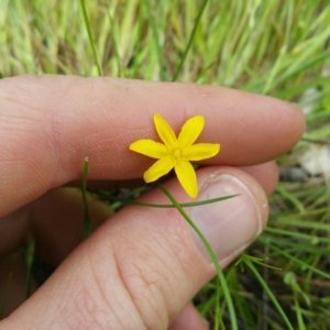 Hypoxis hygrometrica var. hygrometrica at Denman Prospect, ACT - 1 Nov 2016 12:33 AM