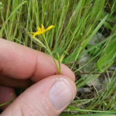 Hypoxis hygrometrica var. hygrometrica at Denman Prospect, ACT - 1 Nov 2016