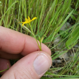 Hypoxis hygrometrica var. hygrometrica at Denman Prospect, ACT - 1 Nov 2016 12:33 AM