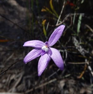 Glossodia major at Aranda, ACT - 31 Oct 2016