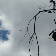 Aquila audax (Wedge-tailed Eagle) at Denman Prospect, ACT - 1 Nov 2016 by RichardMilner