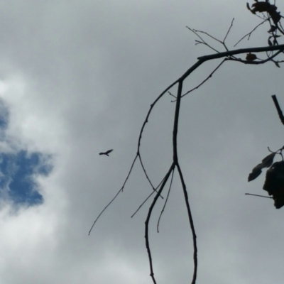 Aquila audax (Wedge-tailed Eagle) at Denman Prospect, ACT - 1 Nov 2016 by RichardMilner