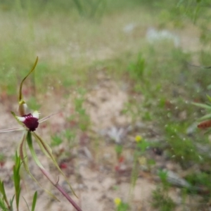 Caladenia atrovespa at Stromlo, ACT - 30 Oct 2016