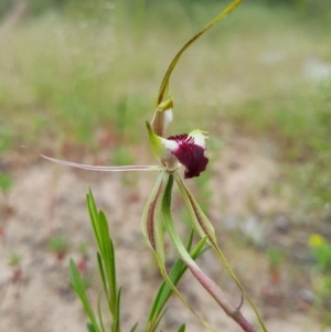 Caladenia atrovespa at Stromlo, ACT - 30 Oct 2016