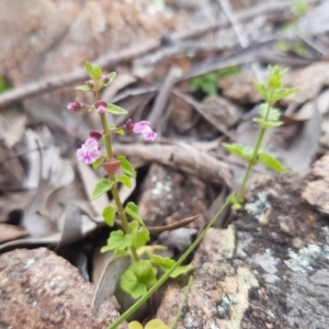 Scutellaria humilis at Bullen Range - 28 Oct 2016