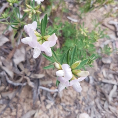 Lotus australis (Austral Trefoil) at Bullen Range - 27 Oct 2016 by LukeMcElhinney