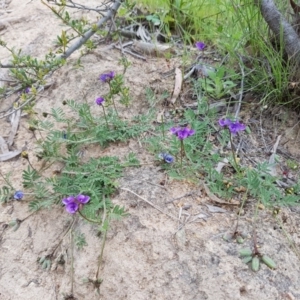 Swainsona sp. at Stromlo, ACT - 30 Oct 2016 01:45 PM