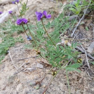 Swainsona sp. at Stromlo, ACT - 30 Oct 2016 01:45 PM