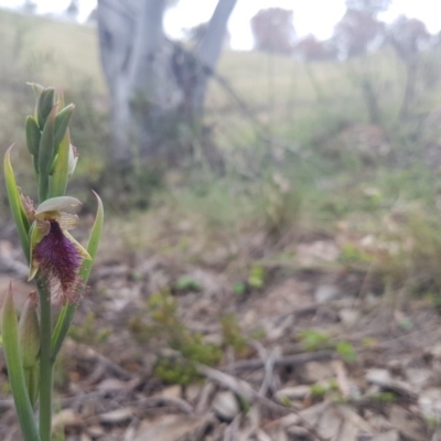 Calochilus platychilus (Purple Beard Orchid) at Bullen Range - 28 Oct 2016 by LukeMcElhinney