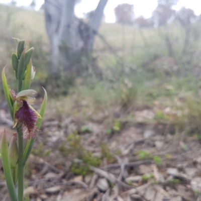 Calochilus platychilus (Purple Beard Orchid) at Bullen Range - 27 Oct 2016 by LukeMcElhinney