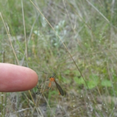 Harpobittacus australis (Hangingfly) at Denman Prospect, ACT - 1 Nov 2016 by RichardMilner