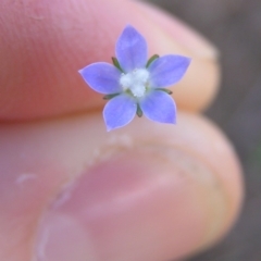 Wahlenbergia sp. (Bluebell) at Kambah, ACT - 9 Mar 2010 by MatthewFrawley