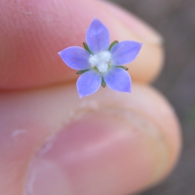 Wahlenbergia sp. (Bluebell) at Kambah, ACT - 9 Mar 2010 by MatthewFrawley