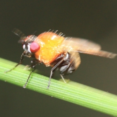 Sapromyza sp. (genus) (A lauxaniid fly) at Tathra, NSW - 31 Oct 2016 by KerryVance