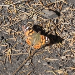 Vanessa kershawi (Australian Painted Lady) at Tathra, NSW - 31 Oct 2016 by KerryVance