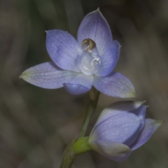 Thelymitra (genus) (sun orchids) at Bournda, NSW - 1 Nov 2016 by offshore