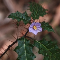 Solanum prinophyllum (Forest Nightshade) at Wallagoot, NSW - 12 Oct 2016 by KerryVance