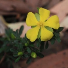 Hibbertia linearis (Showy Guinea Flower) at  - 13 Oct 2016 by KerryVance