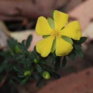 Hibbertia linearis at Bournda Fluker - 13 Oct 2016 12:00 AM