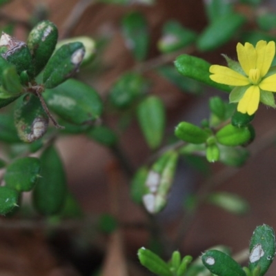 Hibbertia aspera subsp. aspera at Bournda National Park - 13 Oct 2016 by KerryVance