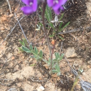 Swainsona sp. at The Angle, NSW - 1 Nov 2016