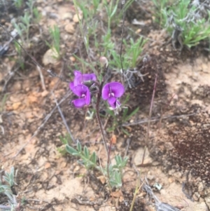 Swainsona sp. at The Angle, NSW - 1 Nov 2016 04:44 PM