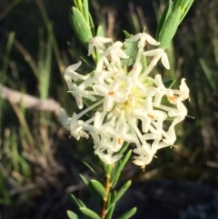 Pimelea linifolia subsp. linifolia (Queen of the Bush, Slender Rice-flower) at Tralee, NSW - 1 Nov 2016 by Wandiyali