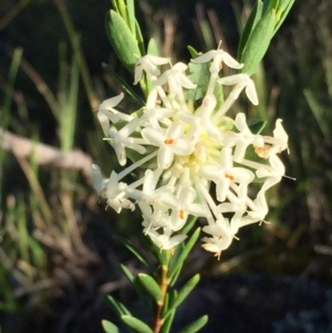 Pimelea linifolia subsp. linifolia at Tralee, NSW - 1 Nov 2016