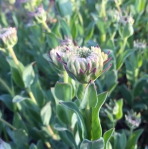 Pimelea ligustrina subsp. ciliata at Tralee, NSW - 1 Nov 2016 05:14 PM