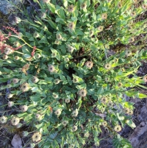 Pimelea ligustrina subsp. ciliata at Tralee, NSW - 1 Nov 2016