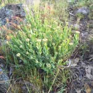 Pimelea ligustrina subsp. ciliata at Tralee, NSW - 1 Nov 2016