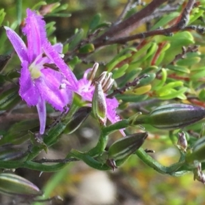 Thysanotus patersonii at Googong, NSW - 1 Nov 2016 06:07 PM