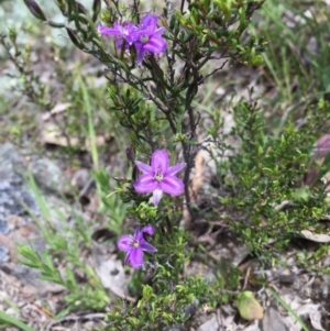 Thysanotus patersonii at Googong, NSW - 1 Nov 2016 06:07 PM