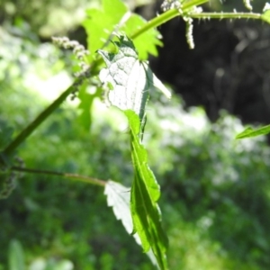 Urtica incisa at Burrinjuck, NSW - 28 Sep 2016