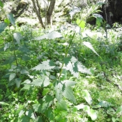 Urtica incisa at Burrinjuck, NSW - 28 Sep 2016