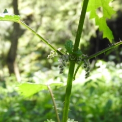 Urtica incisa at Burrinjuck, NSW - 28 Sep 2016