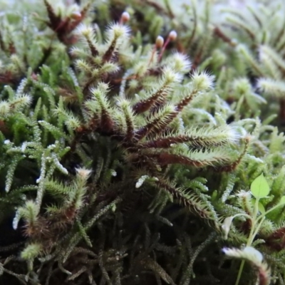 Breutelia (A moss) at Burrinjuck Nature Reserve - 28 Sep 2016 by ArcherCallaway