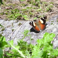 Vanessa itea (Yellow Admiral) at Burrinjuck Nature Reserve - 28 Sep 2016 by ArcherCallaway