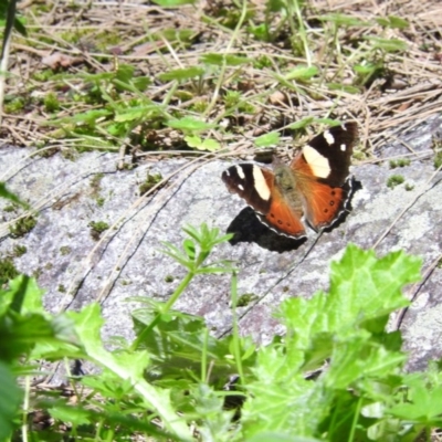 Vanessa itea (Yellow Admiral) at Burrinjuck Nature Reserve - 28 Sep 2016 by ArcherCallaway