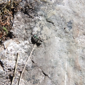 Rhytidoponera metallica at Burrinjuck, NSW - 28 Sep 2016 11:44 AM