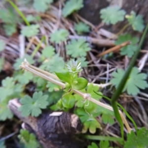 Stellaria media at Burrinjuck, NSW - 28 Sep 2016