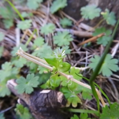 Stellaria media (Common Chickweed) at Burrinjuck, NSW - 28 Sep 2016 by ArcherCallaway