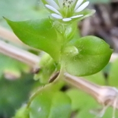 Stellaria media at Burrinjuck, NSW - 28 Sep 2016