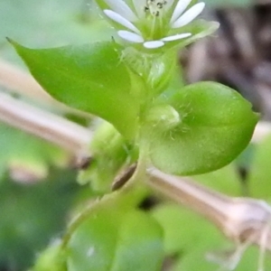 Stellaria media at Burrinjuck, NSW - 28 Sep 2016