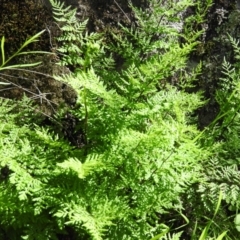 Cheilanthes austrotenuifolia (Rock Fern) at Burrinjuck Nature Reserve - 28 Sep 2016 by ArcherCallaway