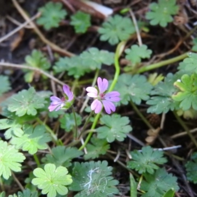 Geranium molle subsp. molle (Cranesbill Geranium) at Burrinjuck, NSW - 28 Sep 2016 by RyuCallaway